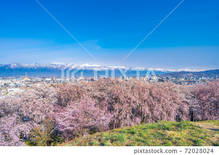 春季從小房山陵墓，松本市和北阿爾卑斯山看到的櫻花[長野縣] 72028024