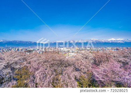 春季從小房山陵墓，松本市和北阿爾卑斯山看到的櫻花[長野縣] 72028025