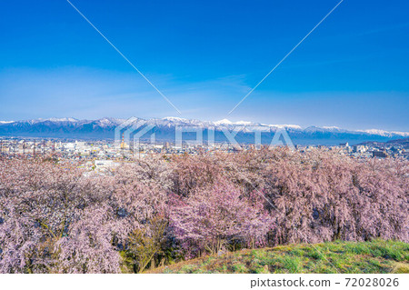 春季從小房山陵墓，松本市和北阿爾卑斯山看到的櫻花[長野縣] 72028026