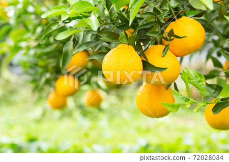 花園樹裝飾 花園樹裝飾 72028084
