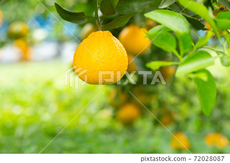 Garden tree decopon 72028087