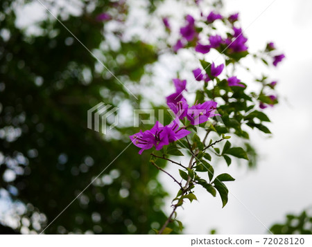 Bougainvillea, a purple flower growing in the foreground Bougainvillea, a purple flower growing in the foreground 72028120