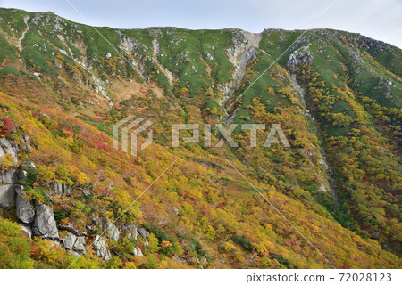 秋葉的Senjyo Kiki捲曲 72028123