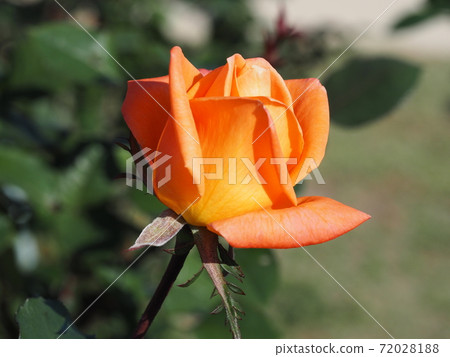橙色玫瑰 橙色玫瑰 72028188