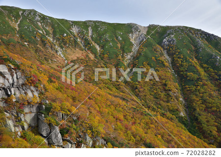 秋葉的Senjyo Kiki捲曲 72028282