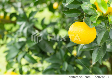 Amanatsu of garden trees Amanatsu of garden trees 72028307