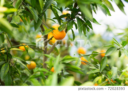 Mikan becoming a tree Mikan becoming a tree 72028393