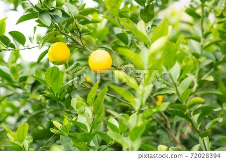 Lemon tree 72028394