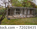 Large big Wooden dovecote. Doves eating and walking around. 72028435
