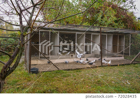Large big Wooden dovecote. Doves eating and walking around. Large big Wooden dovecote. Doves eating and walking around. 72028435