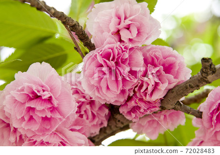 公園裡的櫻倉花開滿了。粉色和白色的花朵很漂亮。 公園裡的櫻倉花開滿了。粉色和白色的花朵很漂亮。 72028483