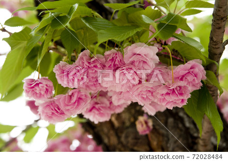 公園裡的櫻倉花開滿了。粉色和白色的花朵很漂亮。 72028484