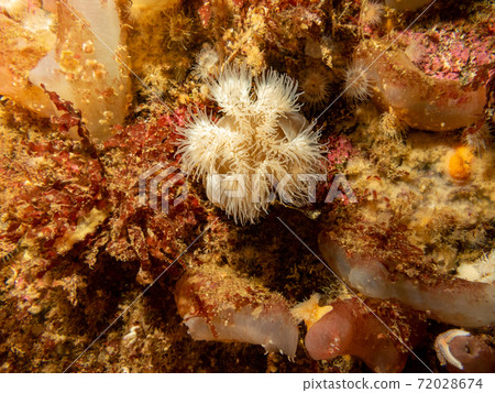 Sea anemone, Protanthea simplex is found in deep water off the coasts of north west Europe. The soft coral dead mans fingers is also visible in the background. Picture from the Weather Islands, Sweden Sea anemone, Protanthea simplex is found in deep water off the coasts of north west Europe. The soft coral dead mans fingers is also visible in the background. Picture from the Weather Islands, Sweden 72028674