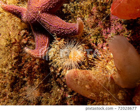 A closeup picture of sea squirts and a sea star. Picture from the Weather Islands, Skagerack Sea, Sweden 72028677