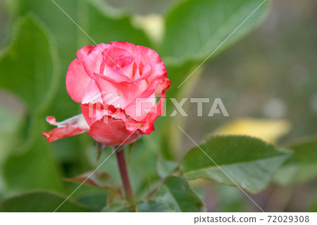Red rose bud on a long stem with blurred leaves on the background. Red rose bud on a long stem with blurred leaves on the background. 72029308