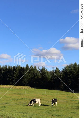 Beef grazing in the Kamikawa region of Hokkaido 72029354