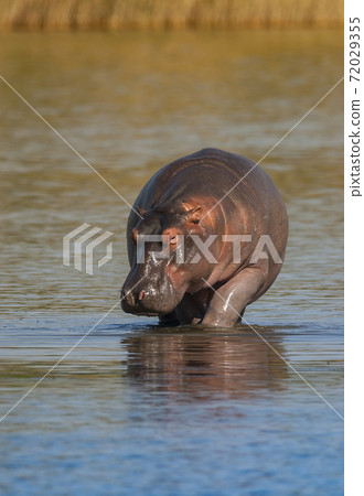 HIPPOPOTAMUS AMPHIBIUS, South Africa 72029355