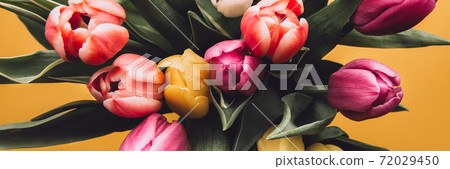 Colorful Classic Tulips 72029450