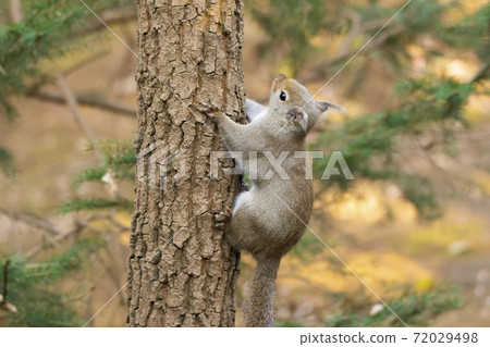 Japanese squirrel climbing a tree 72029498