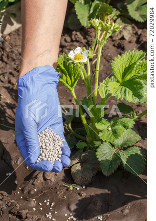 Female hand in rubber glove giving chemical fertilizer to young bushes of strawberries 72029984
