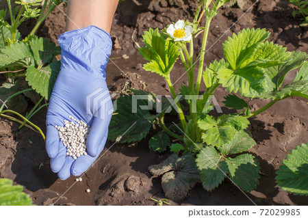 Farmer hand in rubber glove giving chemical fertilizer to young bushes of strawberries. Farmer hand in rubber glove giving chemical fertilizer to young bushes of strawberries. 72029985