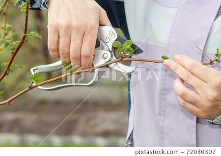 Female farmer with pruner shears the tips of raspberry bush 72030307