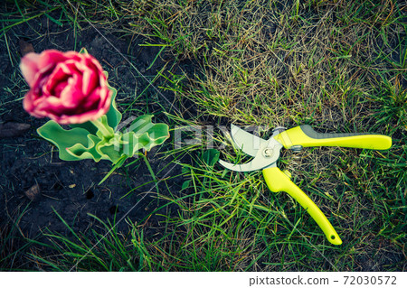 Green grass with pruner and tulip flower in the garden. Green grass with pruner and tulip flower in the garden. 72030572