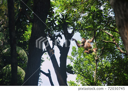 野生兒童orang utan 72030745