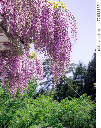 Wisteria blooming park Wisteria blooming park 72031135