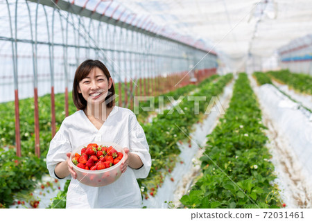 草莓農場的草莓收穫形象 72031461