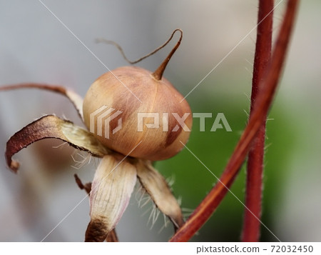 牽牛花種子 72032450
