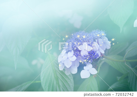 雨季繡球花 雨季繡球花 72032742