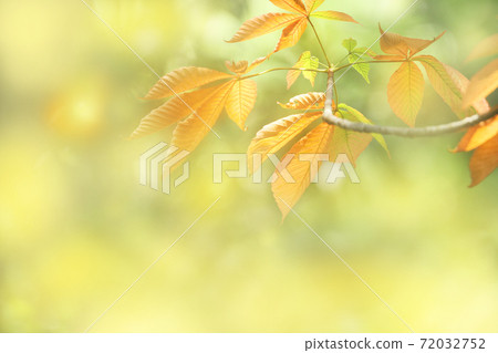 秋天的落葉 72032752