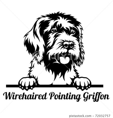 wirehaired pointing griffon georgia