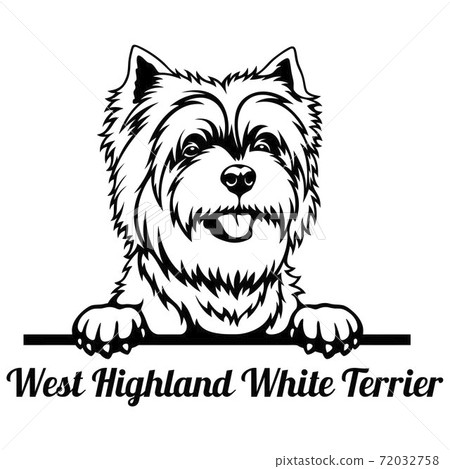 West Highland White Terrier Peeking Dog - head isolated on white 72032758