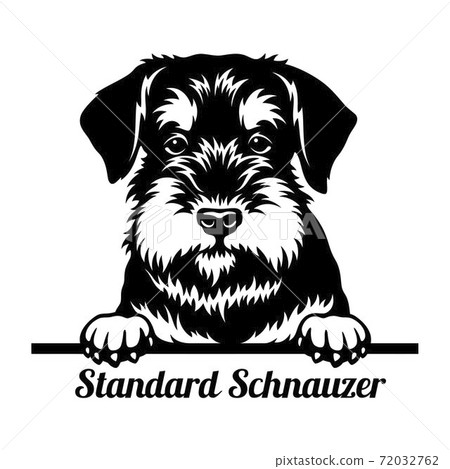 Standard Schnauzer Peeking Dog - head isolated on white 72032762
