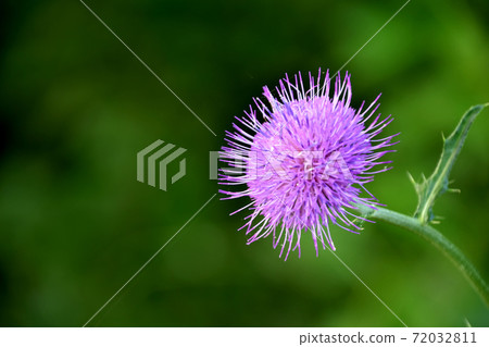 Lonely thistle Lonely thistle 72032811