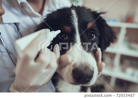 The doctor buries the eyes of the dog. The doctor buries the eyes of the dog. 72033487