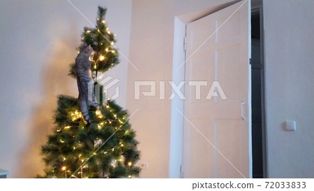 A cute playful cat climbed into the Christmas tree. A cute playful cat climbed into the Christmas tree. 72033833