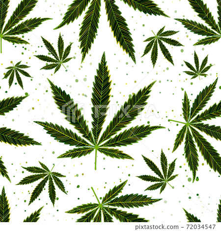 Cannabis Leaves. Seamless Pattern for your design 72034547