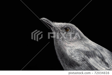 Oriental magpie robin Painted with white ink and crayon on black paper 72034816