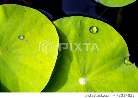 Water dew on lotus leaf Water dew on lotus leaf 72034822
