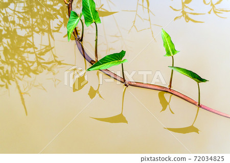 Shoots of morning glory in the canal Shoots of morning glory in the canal 72034825