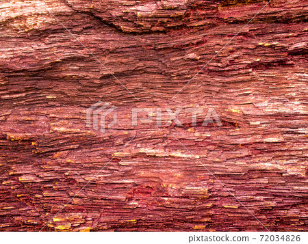 The wood fossil of a large tree in complete condition The wood fossil of a large tree in complete condition 72034826