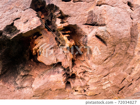 The wood fossil of a large tree in complete condition The wood fossil of a large tree in complete condition 72034827