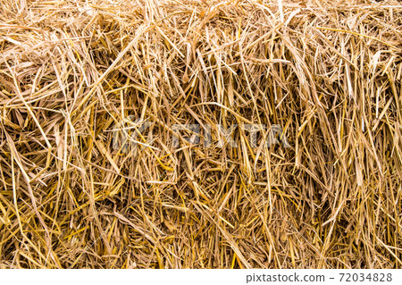 Texture of piled dried straw for animal feed Texture of piled dried straw for animal feed 72034828