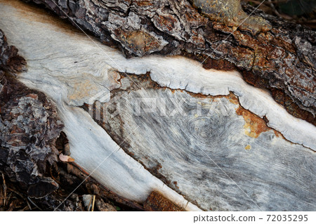 detail of a crack on a tree bark detail of a crack on a tree bark 72035295