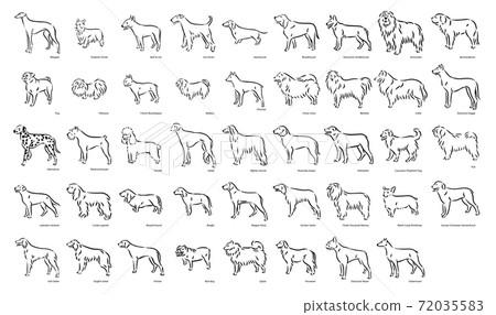 Cute dog breeds pedigree vector illustration set Cute dog breeds pedigree vector illustration set 72035583