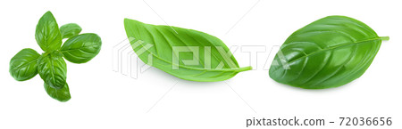 Fresh basil leaf isolated on white background with clipping path and full depth of field. Top view. Flat lay, Set or collection Fresh basil leaf isolated on white background with clipping path and full depth of field. Top view. Flat lay, Set or collection 72036656