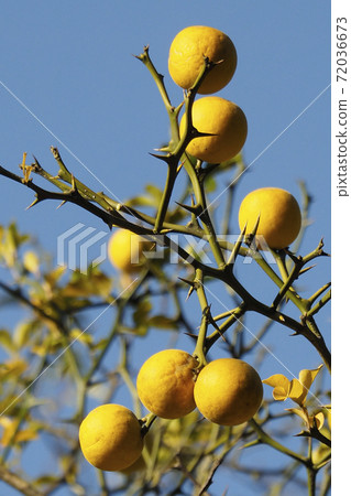 北九州北原的自然，植物，卡拉橘的黃色果實和藍天，“ Karatachi no Hana”的醇厚金球 72036673